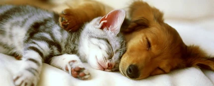 Un perro y un gato durmiendo Un perro y un gato durmiendo