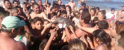 El grupo de turistas haciéndose fotos con el delfín El grupo de turistas haciéndose fotos con el delfín