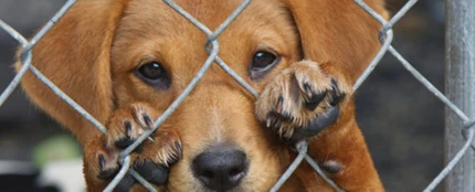 Un perro abandonado en un refugio Un perro abandonado en un refugio