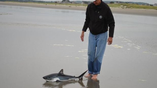Un hombre se encuentra a un tiburón en la orilla de una playa 