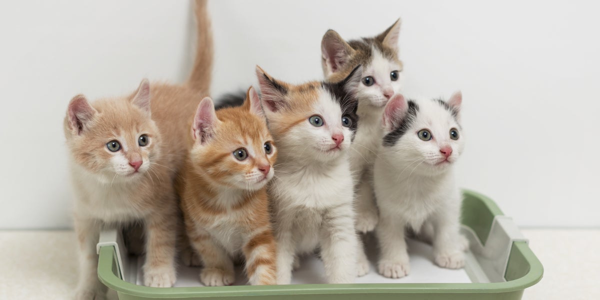 Gatos en su arenero