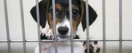 Prohíben las tiendas de animales que vendan mascotas que provengan de criaderos en Boston Prohíben las tiendas de animales que vendan mascotas que provengan de criaderos en Boston