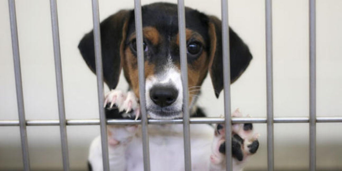 Prohíben las tiendas de animales que vendan mascotas que provengan de criaderos en Boston