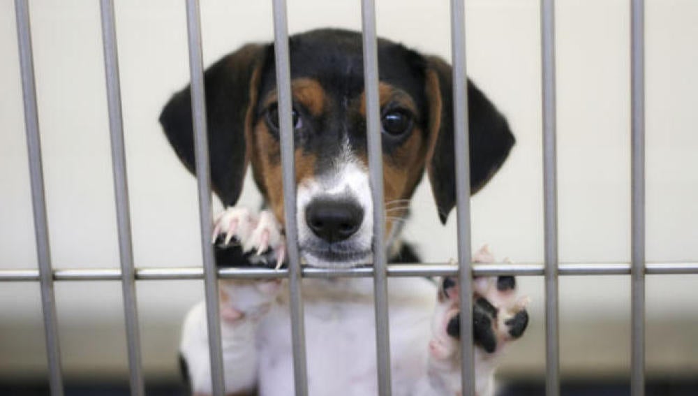 Prohíben las tiendas de animales que vendan mascotas que provengan de criaderos en Boston 