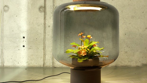 Lámparas para cultivar plantas sin luz natural