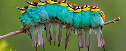 ¿Pájaros u orugas? ¿Pájaros u orugas?
