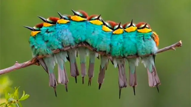 ¿Pájaros u orugas?