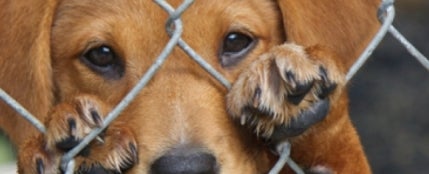 Un perro abandonado