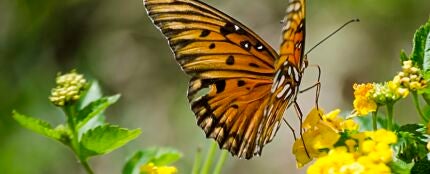 Mariposas Mariposas