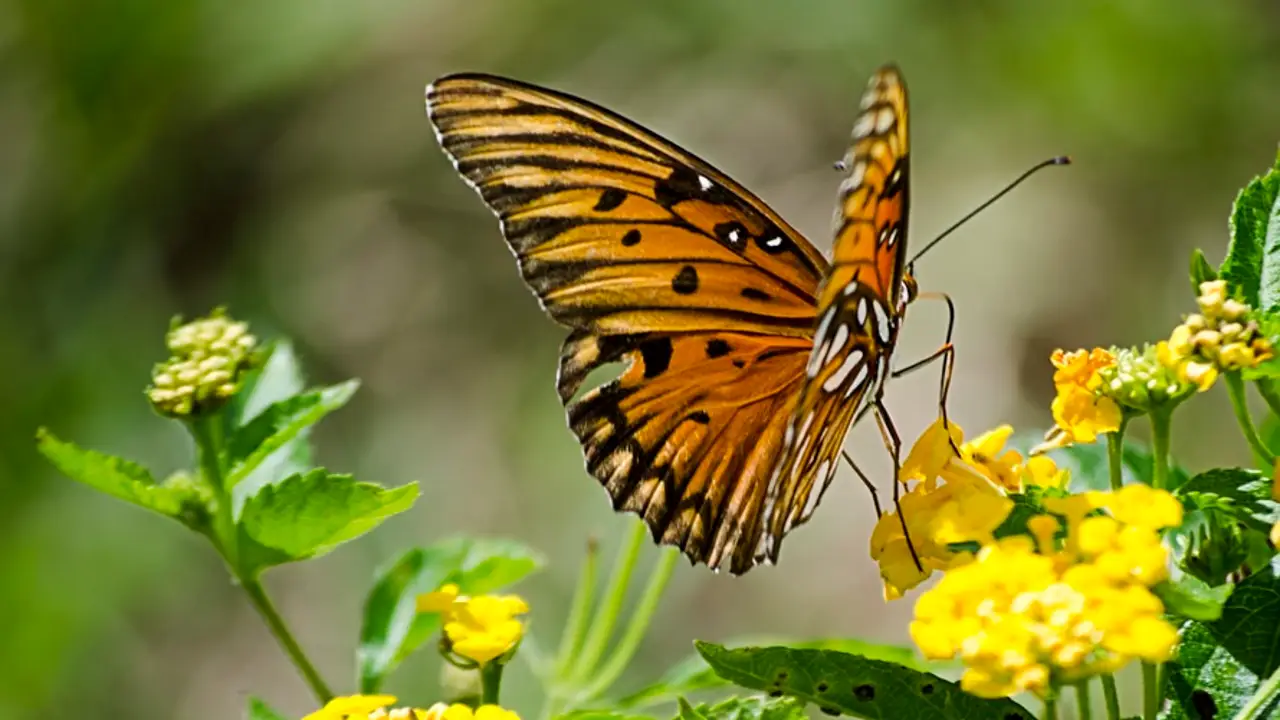 Mariposas Mariposas