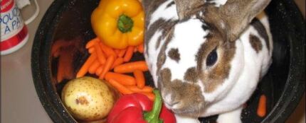 Su madre le obliga a comerse su mascota, un conejo