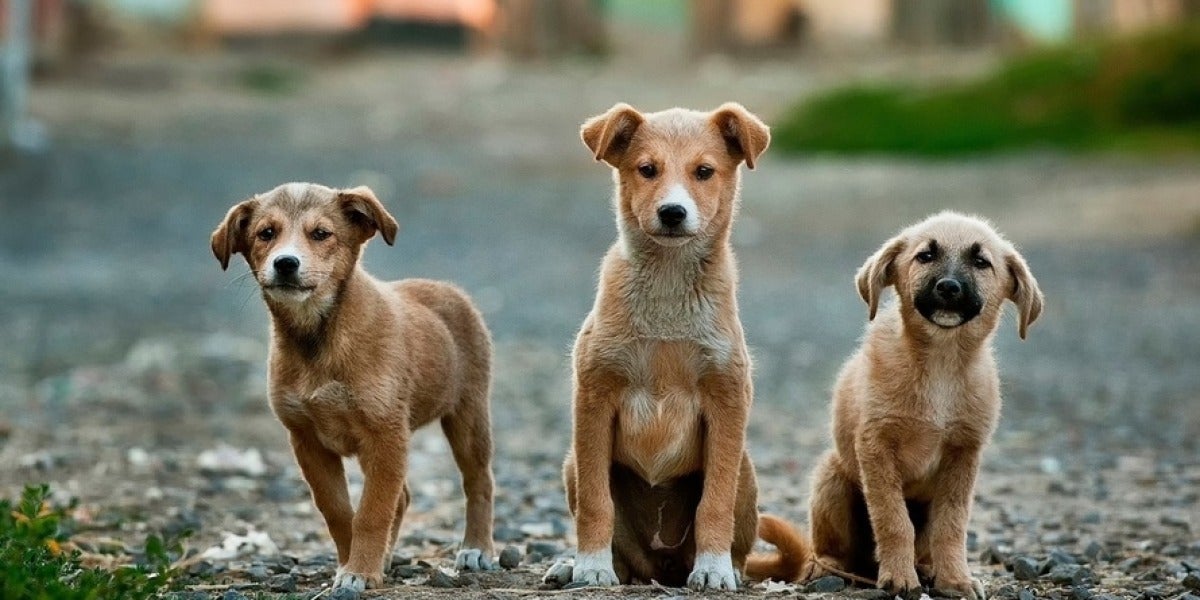 Perros callejeros