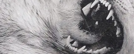 Sincericidio, Leiva Sincericidio, Leiva