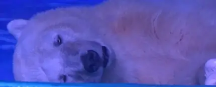 El oso más triste del mundo El oso más triste del mundo