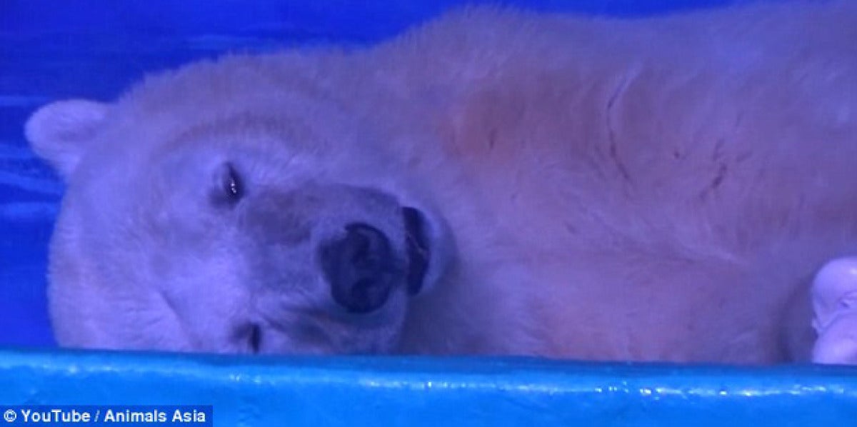 El oso más triste del mundo