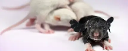 Ratones con ensayos Ratones con ensayos