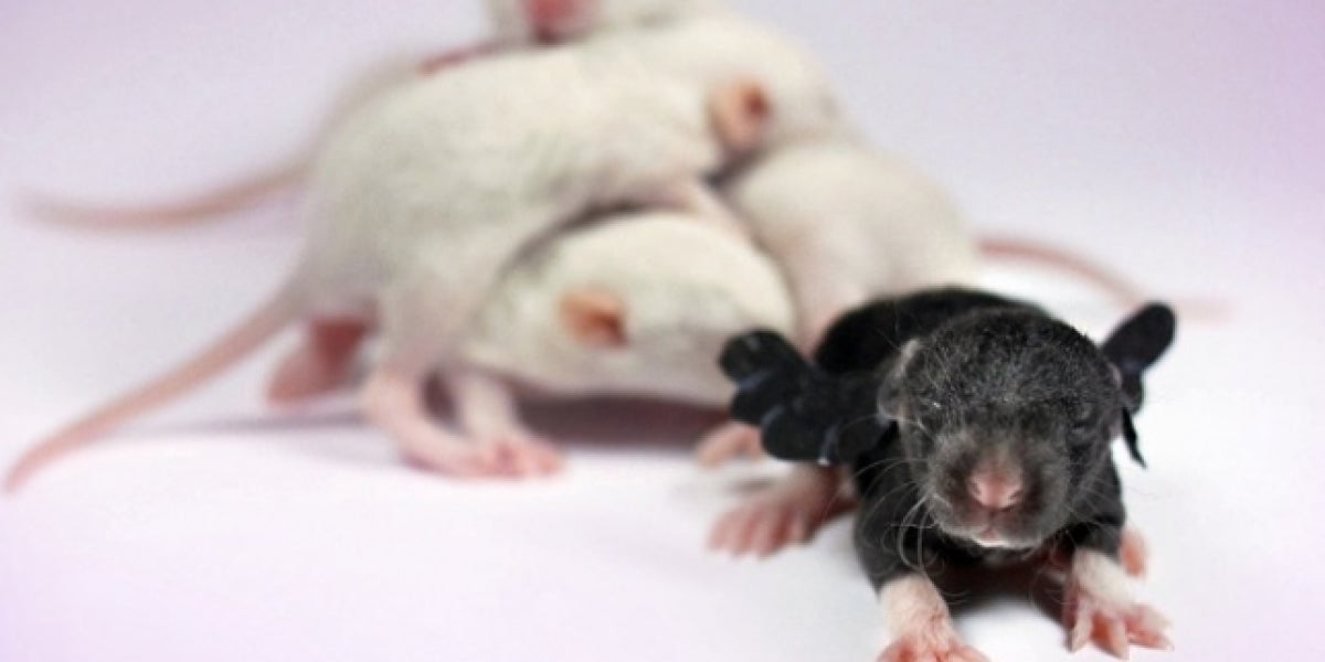 Ensayos con ratones