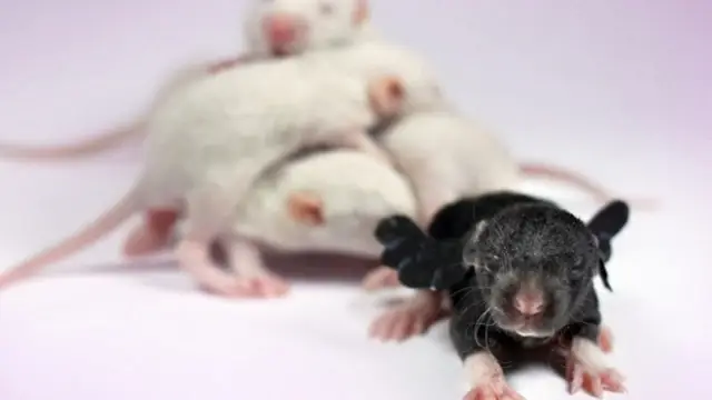 Ratones con ensayos
