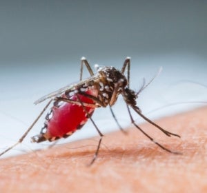 Mosquito Mosquito