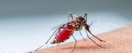 Mosquito Mosquito