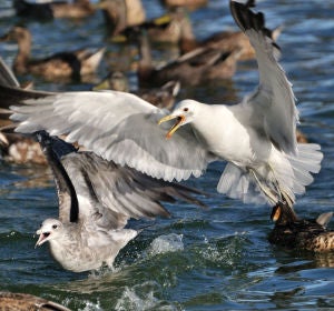 Gaviotas salvajes Gaviotas salvajes