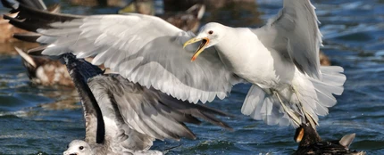Gaviotas salvajes Gaviotas salvajes