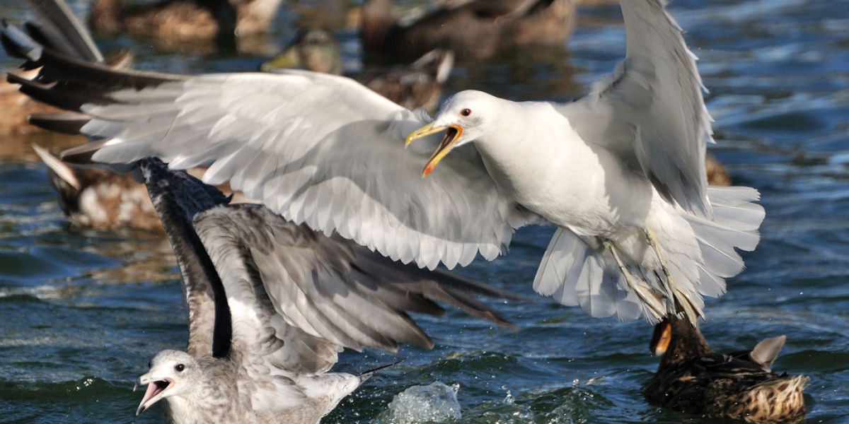 Gaviotas salvajes