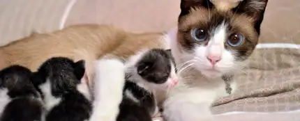 Gata con gatitos Gata con gatitos