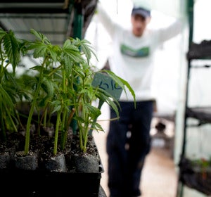 Plantación de marihuana en un espacio interior (Archivo) Plantación de marihuana en un espacio interior (Archivo)