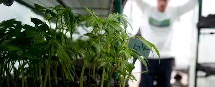 Plantación de marihuana en un espacio interior (Archivo) Plantación de marihuana en un espacio interior (Archivo)