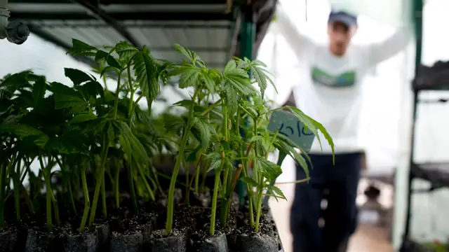Plantación de marihuana en un espacio interior (Archivo)