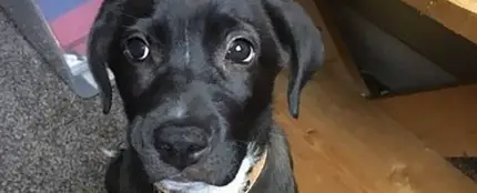 Hefty, el perrito después de ser encontrado Hefty, el perrito después de ser encontrado