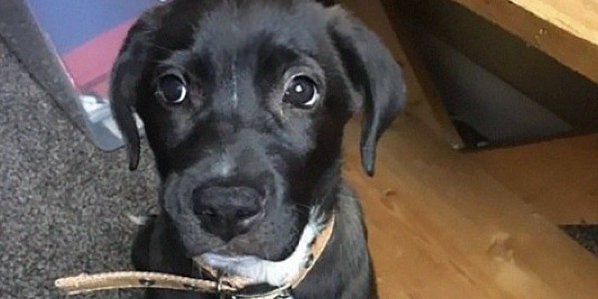 Hefty, el perrito después de ser encontrado