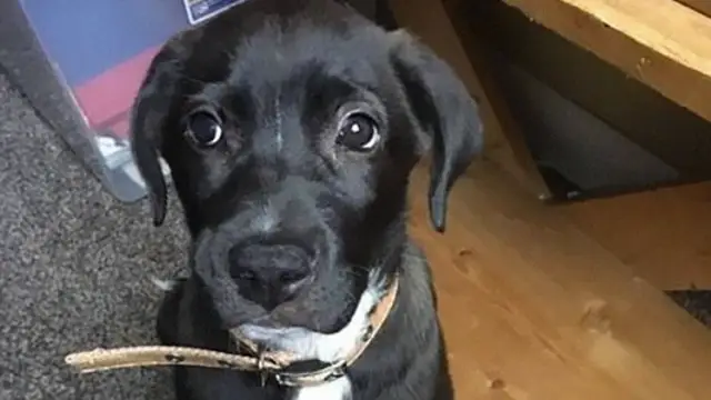 Hefty, el perrito después de ser encontrado