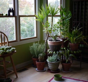 Estas son las plantas que mejor limpian el aire de tu casa Estas son las plantas que mejor limpian el aire de tu casa