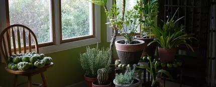 Estas son las plantas que mejor limpian el aire de tu casa Estas son las plantas que mejor limpian el aire de tu casa