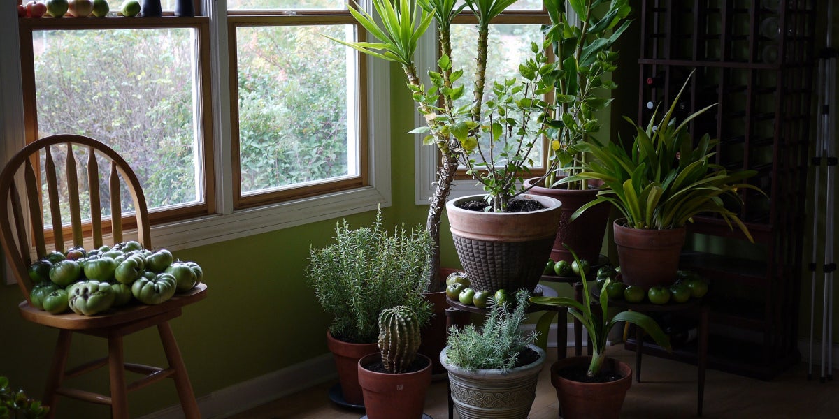 Estas son las plantas que mejor limpian el aire de tu casa