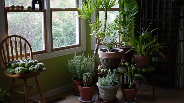 Estas son las plantas que mejor limpian el aire de tu casa