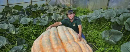 Una calabaza gigante (22-09-2016) Una calabaza gigante (22-09-2016)