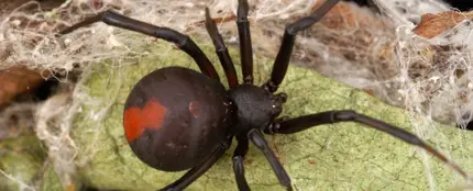Araña de espalda roja Araña de espalda roja