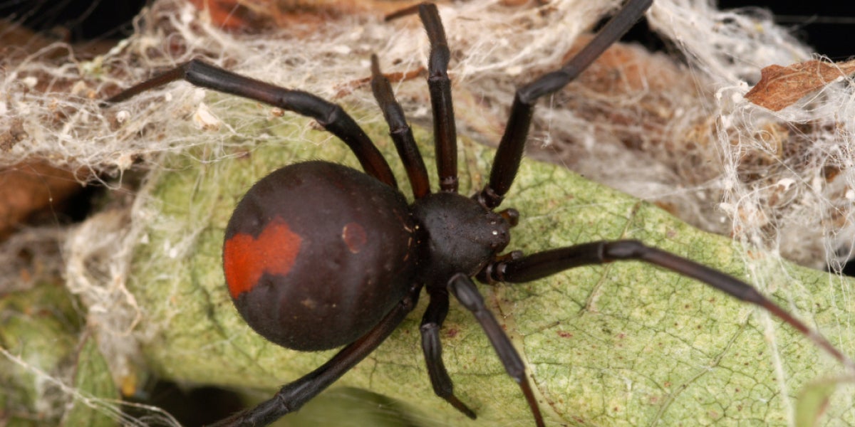 Araña de espalda roja