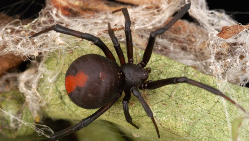 Araña de espalda roja