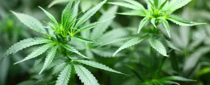 Planta de Marihuana Planta de Marihuana