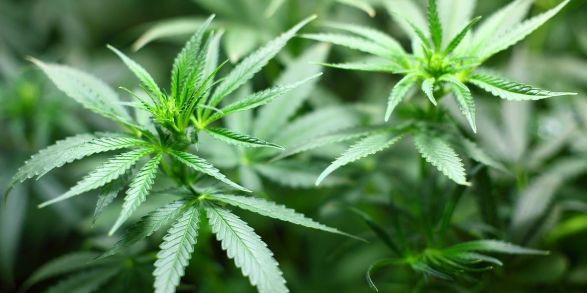Planta de Marihuana