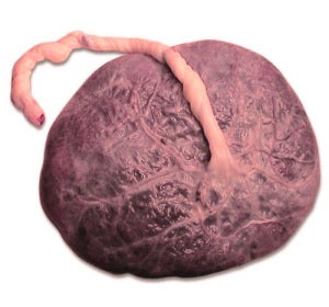 A la rica placenta... A la rica placenta...