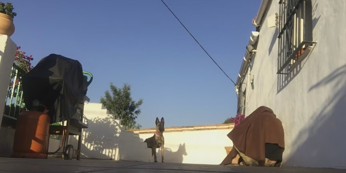 Un militar se esconde y le da a su perro la sorpresa de su vida al volver a casa