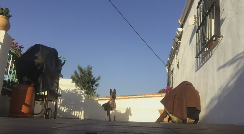 Un militar se esconde y le da a su perro la sorpresa de su vida al volver a casa