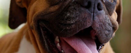 Perro de raza boxer