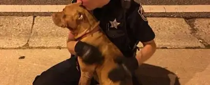 El agente de Policía abrazando a uno de los pitbulls El agente de Policía abrazando a uno de los pitbulls