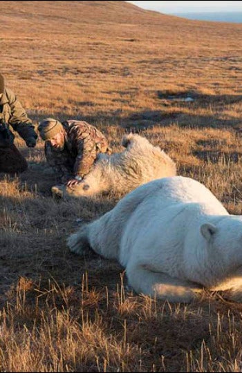 Salvan a una cría de oso polar con una lata atascada en la boca en el Ártico